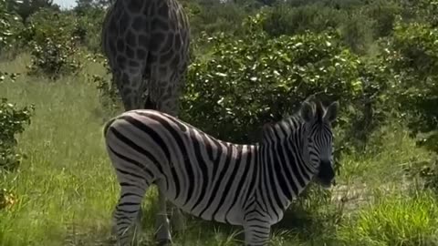 Waiting their turn at the local watering hole