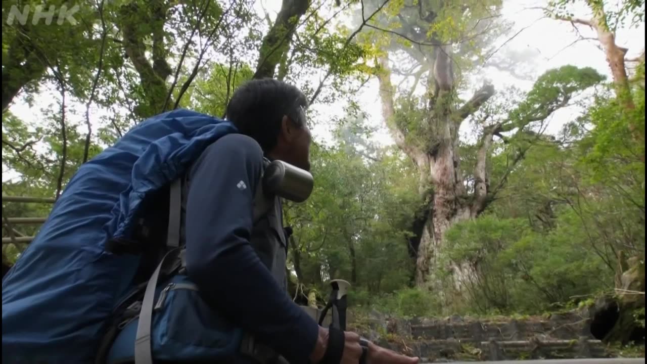 にっぽん巨樹の旅ミニ 「神様の木に会うウィルソン株と縄文杉」(鹿児島・屋久島)（10分）