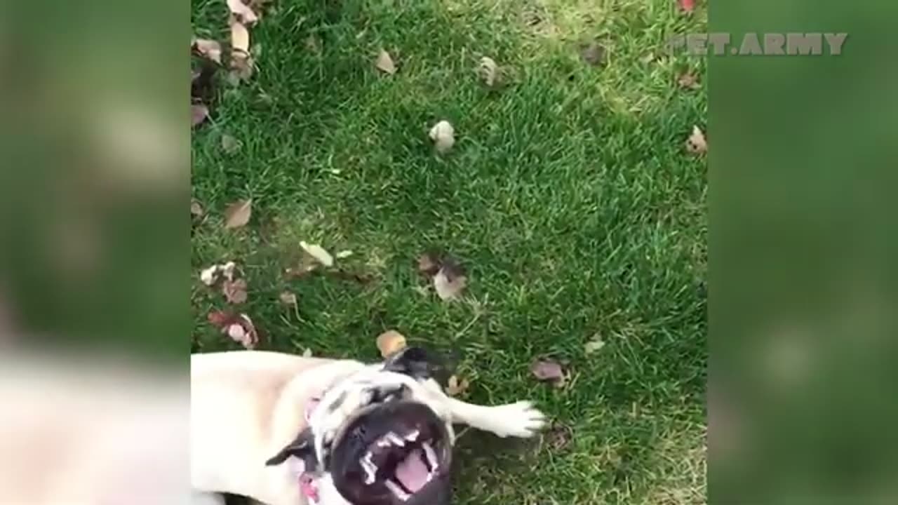 Funny dogs video