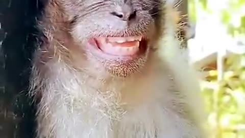 Funny smile on monkey face