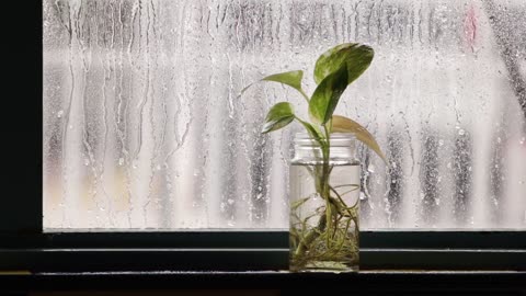 unique plants