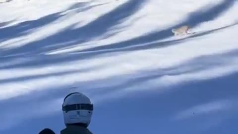 Mama lynx crossing a ski slope with her kid in tow