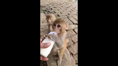 Cute baby monkey #monke vidiyo #monki joks #rumbal