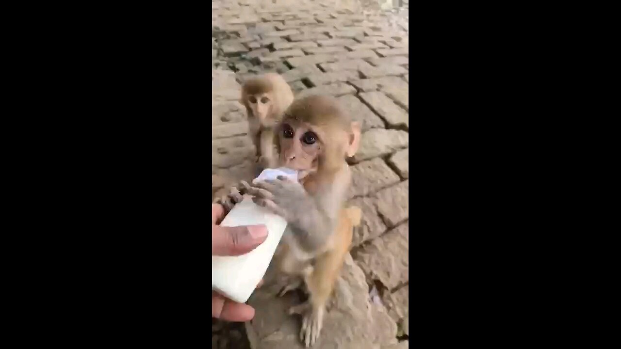Cute baby monkey #monke vidiyo #monki joks #rumbal