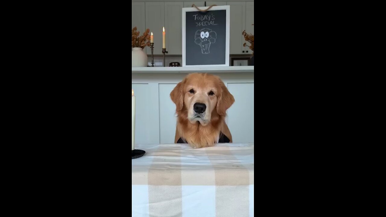 Dogs Review Fancy Restaurant food..