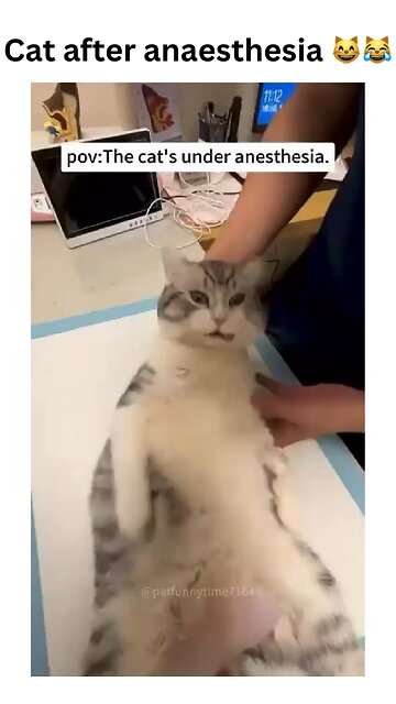 Post-anaesthesia vibes: when reality feels a little...wobbly.😸😹 Sending love to this groggy furball!