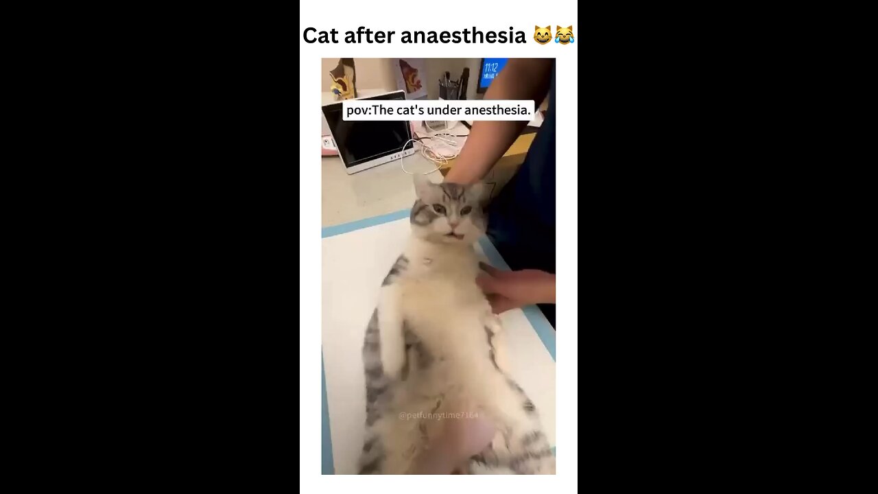 Post-anaesthesia vibes: when reality feels a little...wobbly.😸😹 Sending love to this groggy furball!