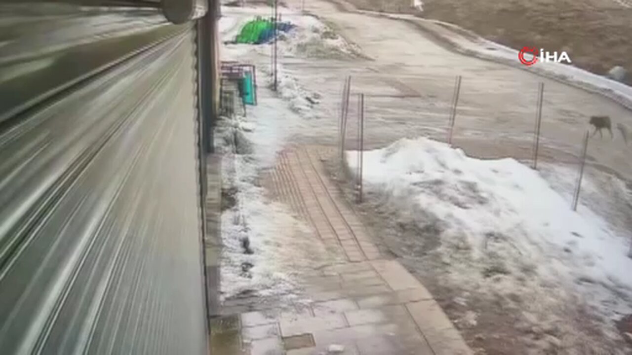 Hakkari’de köpeklerin kurda saldırdığı anlar kamerada