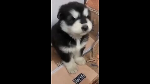 baby husky howling cute puppy