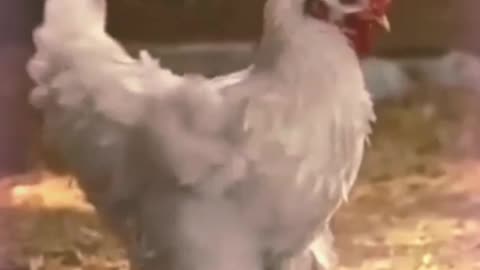 CHICKEN VIDEO