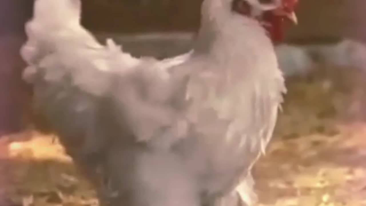 CHICKEN VIDEO