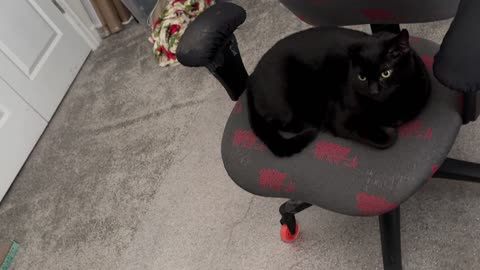 Cute Precious Piper Takes Her Place in the Office - Adopting a Cat from a Shelter Vlog