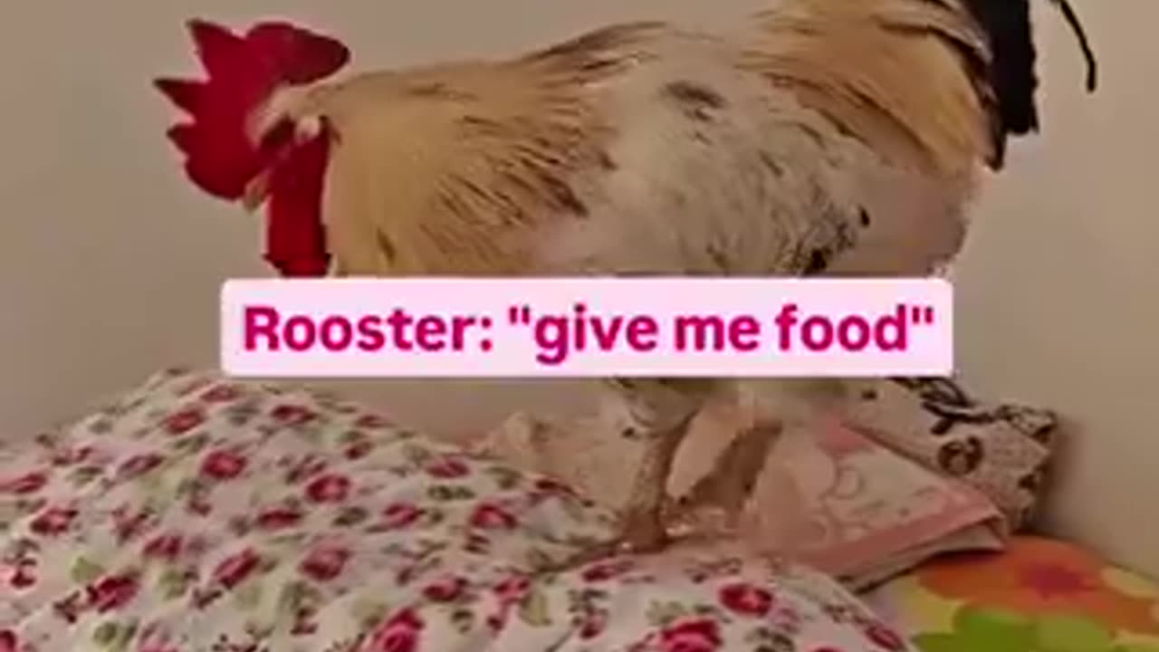 Suddenly my cat waking me up isn't so bad | funny video | crazy clips