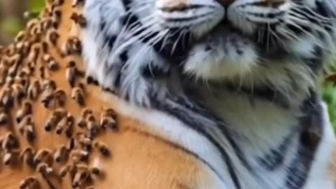 Honey bee attack tiger