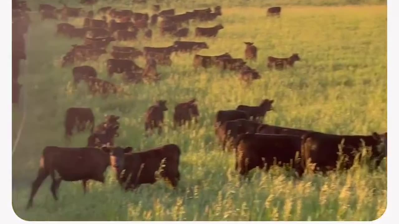 Regenerative soil agriculture practices result in the #1 best beef available in the USA