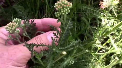 How To Dead Head Yarrow The Quick And Easy Way