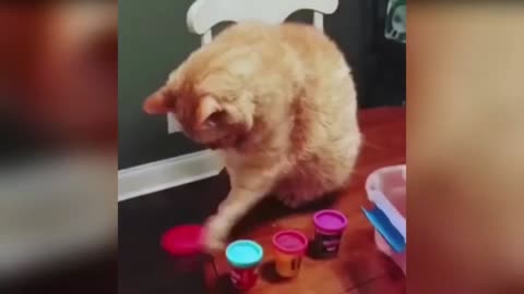 New Funny Cat Video