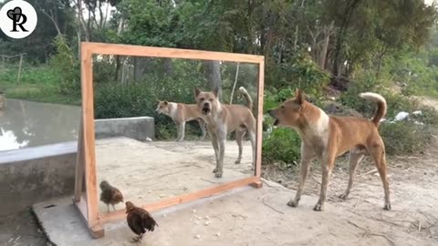 Angry dog's vs mirror reaction