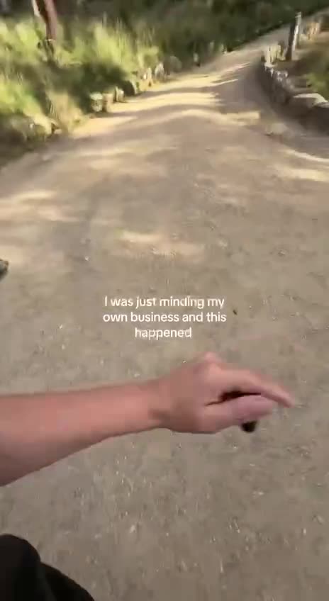 Peacocks and their mating rituals 🤣