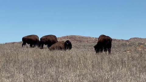 Bison / Buffalo in the Wichita Mountains National Wildlife Refuge in Southwestern Oklahoma