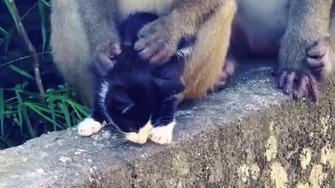 Monkeys also like playing with cats
