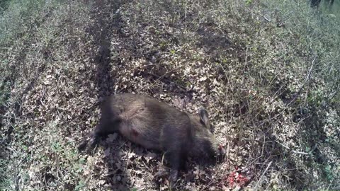 Two Pigs In The Woods
