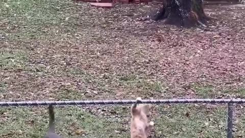 DOG MESSING WITH CATS😅