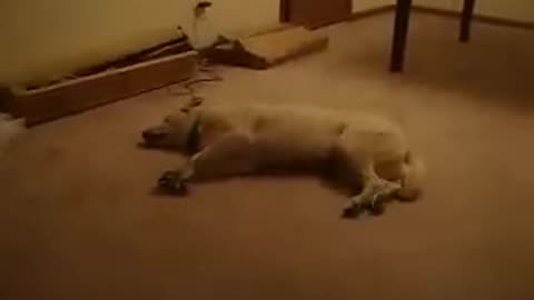 Sleeping dog wakes up confused