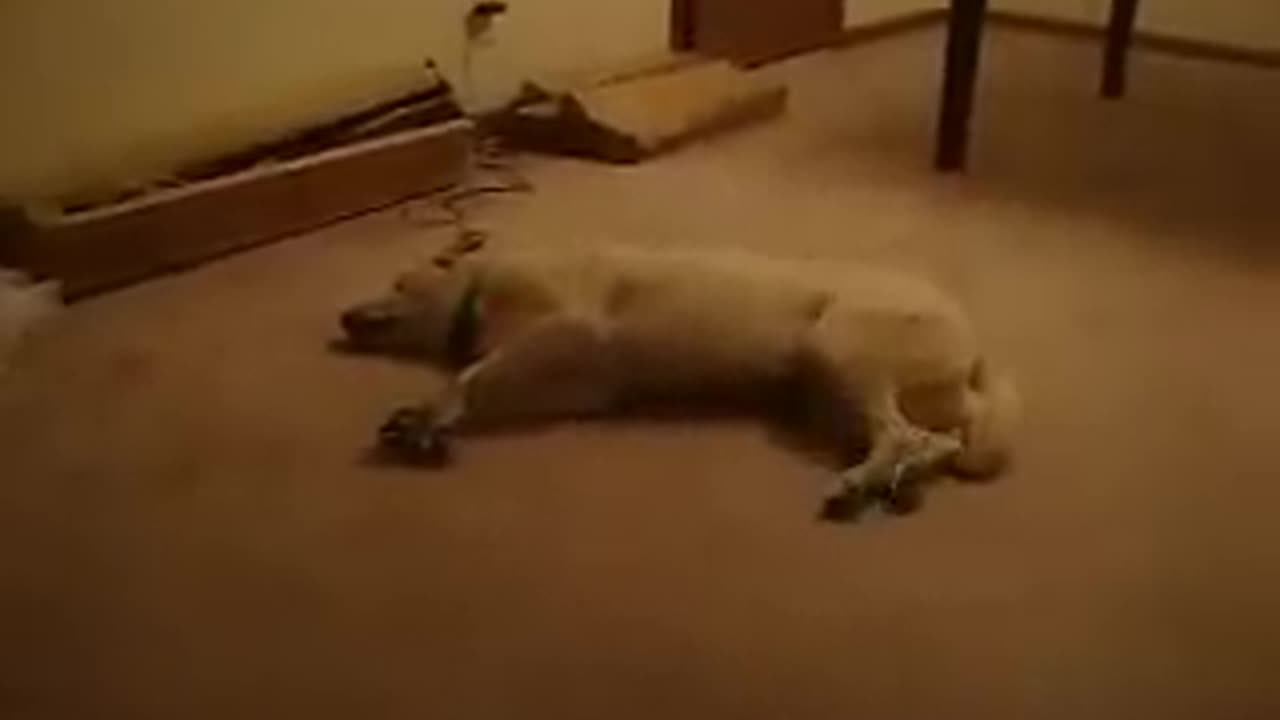 Sleeping dog wakes up confused