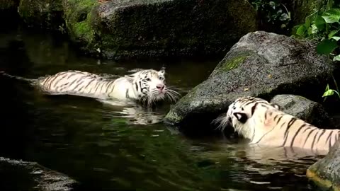 Tiger fight captured🐯|| funny wild animals