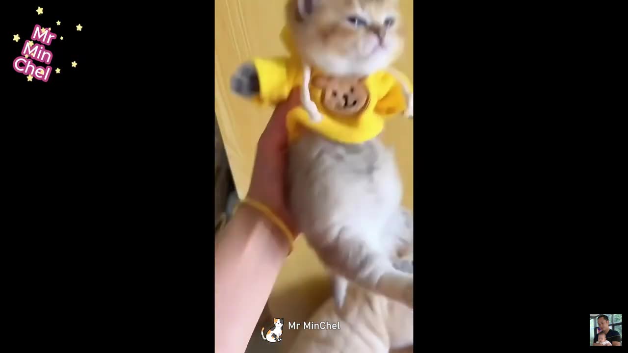 Best funny animal videos