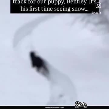 Bentley is a spoiled, happy boi.