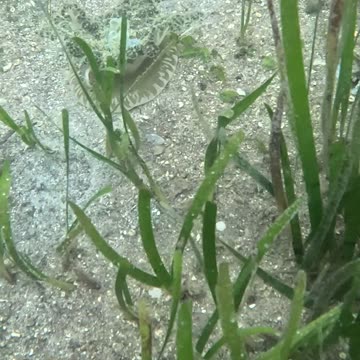 Morning Snorkeling. #mangrove