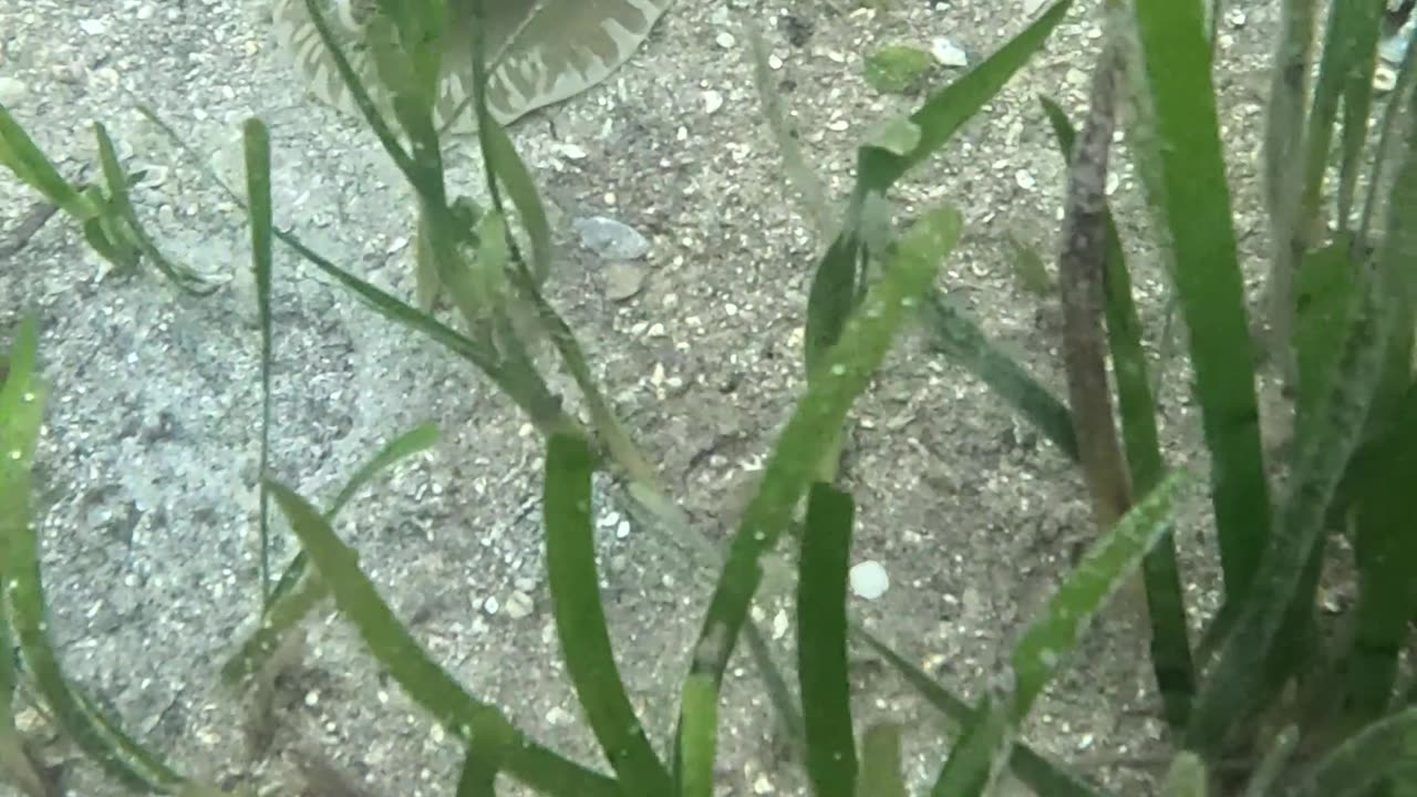 Morning Snorkeling. #mangrove