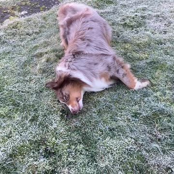 Happiest dog ever rolling in frozen gras