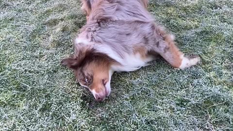 Happiest dog ever rolling in frozen gras