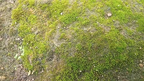 The beautiful green moss is bright today