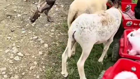 Cute Overload! Birds Feeding Babies in the Animal Playground!