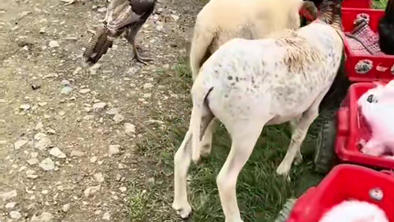 Cute Overload! Birds Feeding Babies in the Animal Playground!