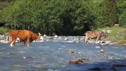 Cows have a very strong sense of smell