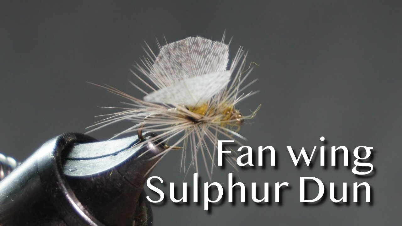 Fan Wing Sulphur Dun