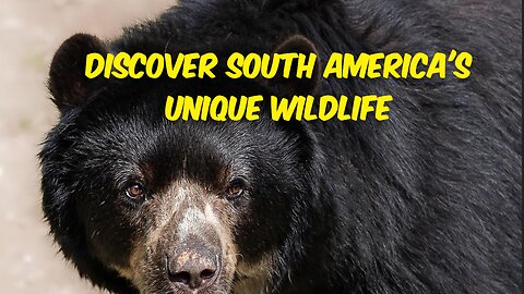 Discover south America's Unique Wildlife