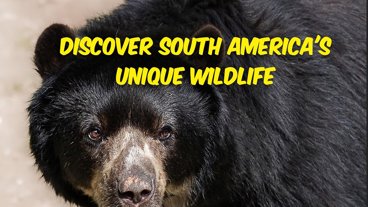 Discover south America's Unique Wildlife