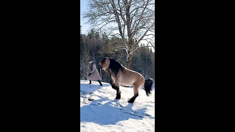 This is a very beautiful horse.