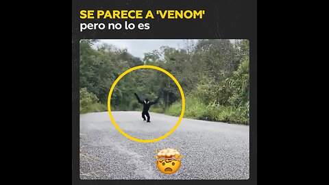 Una criatura que de lejos parece ‘Venom’