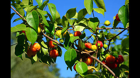 Health benefits of pitanga. #Pitanga #BrazilianCherry