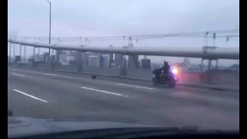 Puppy leads police on high-speed chase across the Bay Bridge 👀