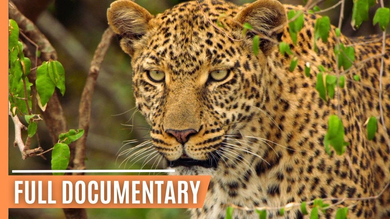 Life in the Serengeti_ The Leopardess - Queen of the Savanna _ Full Documentary