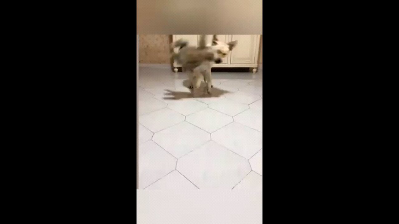 funny animals