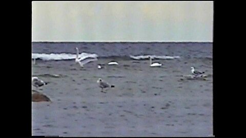 Last-Studio, Video-N.72 (2002)